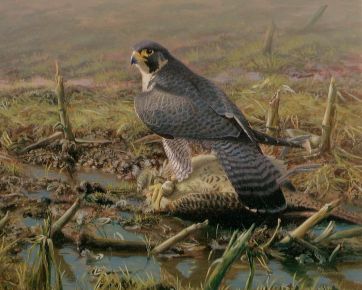 Erfolgreiche Jagd - Wanderfalke 40 x 50 cm.jpeg