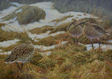 Rückkehr der Brachvögel 50 x 70 cm.jpeg