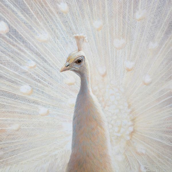 Pfau