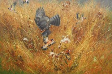 Distelfinkenjagd - Sperber 60 x 90 cm.jpeg
