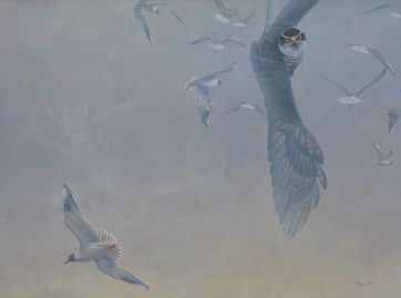 Wendemanöver - Habicht 60x80cm.jpeg