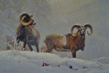 5 Im Mittelgebirge -- Muffelwild 50x70cm.jpeg