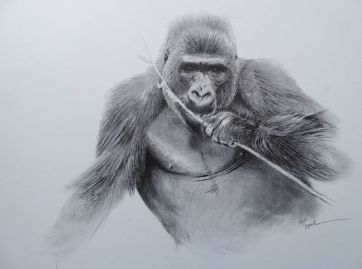 Gorilla.jpeg
