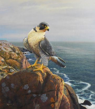 Meeresküste - Wanderfalke 70x60cm.jpg
