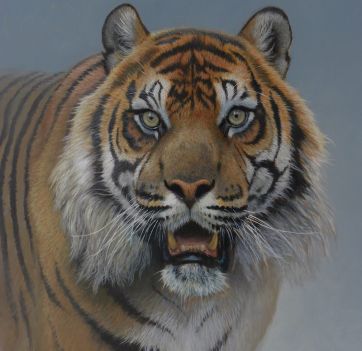 3 Tigerportrait 100x100cm.jpeg