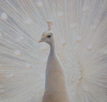 8 Pfau 100x100cm.jpeg