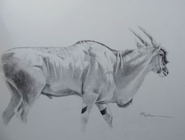 Antilope.jpeg