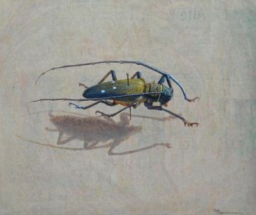 Museumskäfer - 22x26cm.jpeg