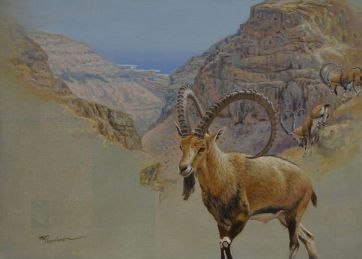 Ibex Ein Gedi.jpeg