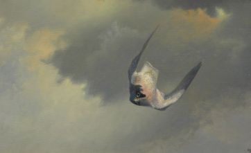 Aus den Wolken - Wanderfalke 60x90cm.jpeg