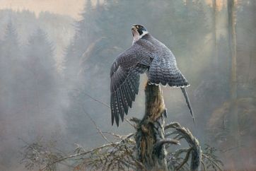 Ausguck - Wanderfalke 80 x 120 cm.jpg